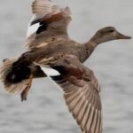 Gadwall Ducks Feb 2022