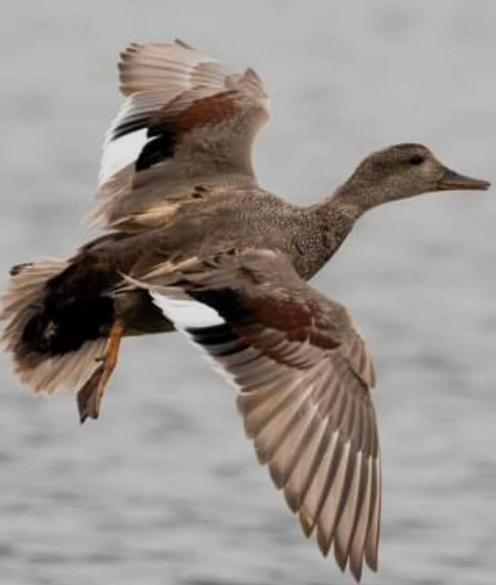 Gadwall Ducks Feb 2022