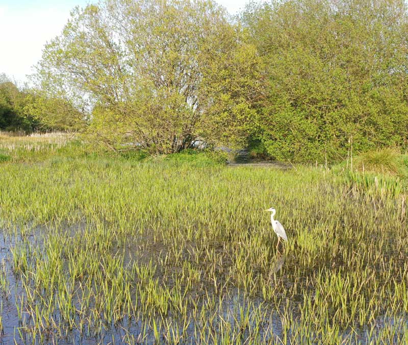 heron