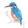 kingfisher