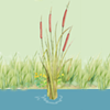 cattail icon