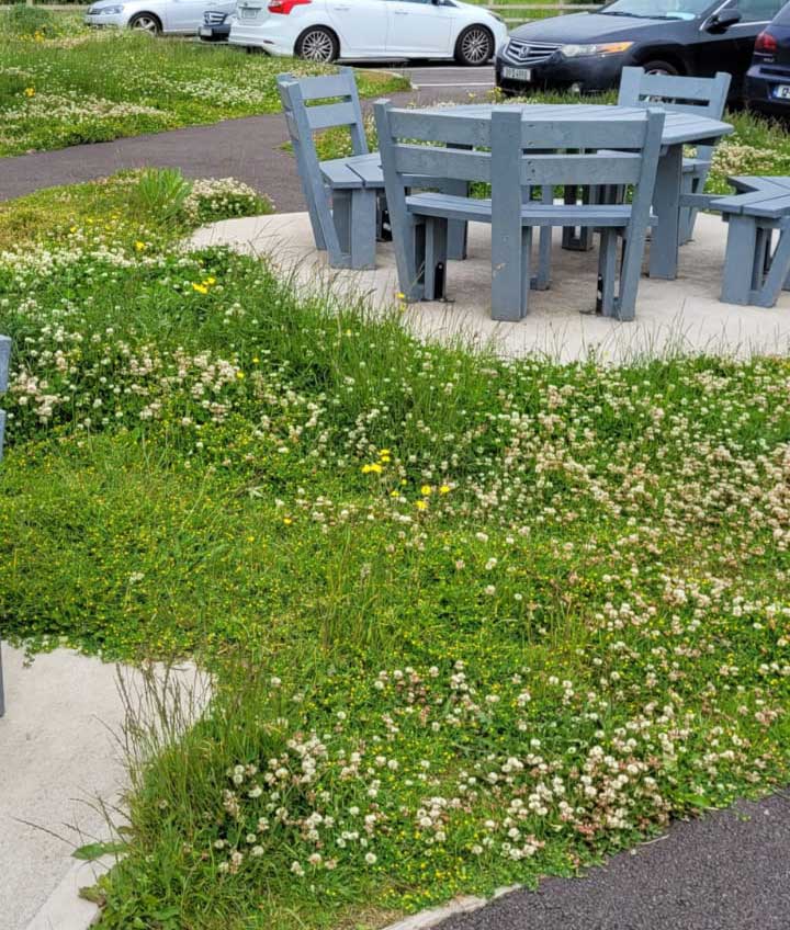 wild car park in June