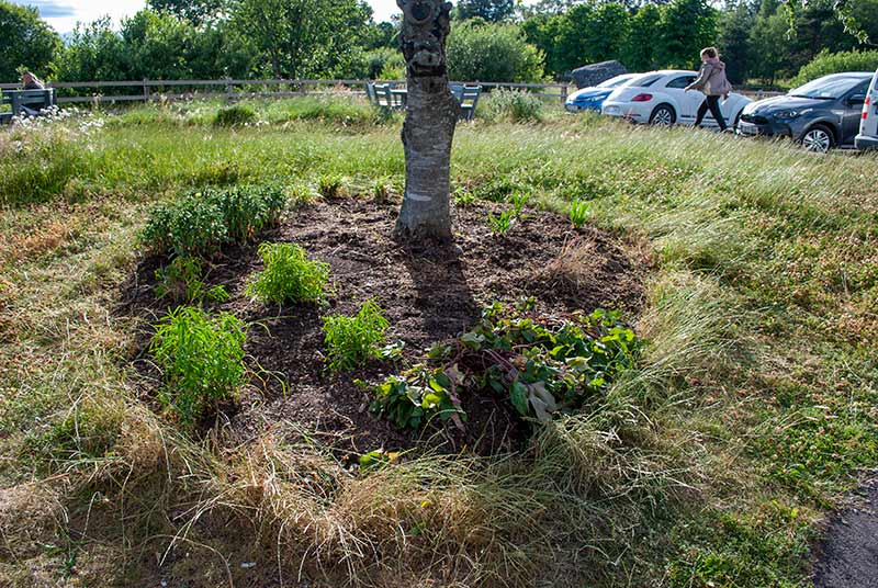 flowerbed after weeding