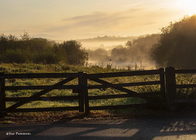 misty morning at the Fen