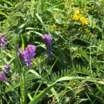 Purple Vetch and Yellow Loosestrife June 2023