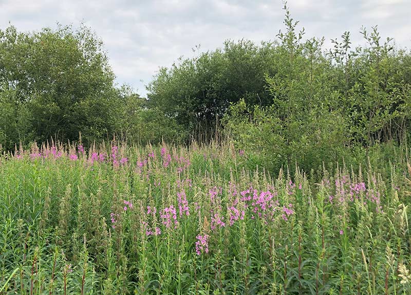 Rosebay Willowherb June 2023