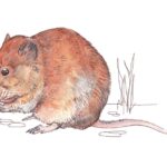 Bank Vole