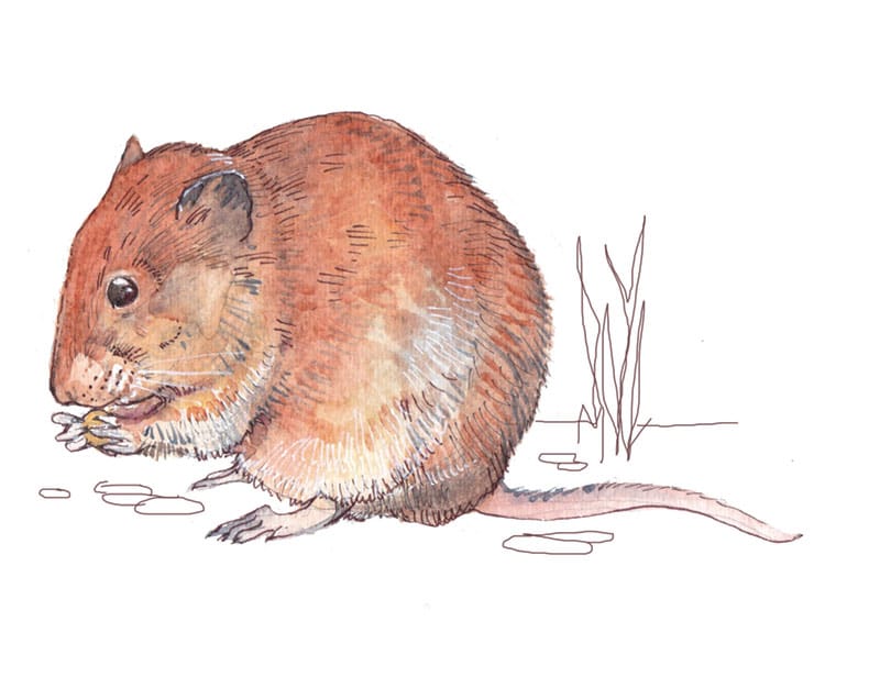 Bank Vole