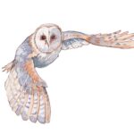 Barn Owl