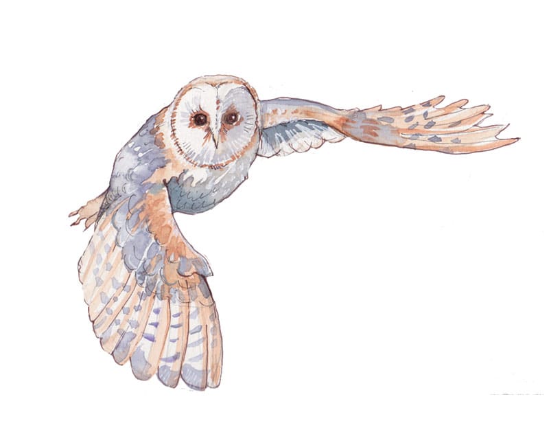 Barn Owl