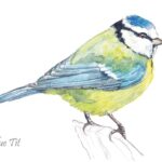 Blue Tit