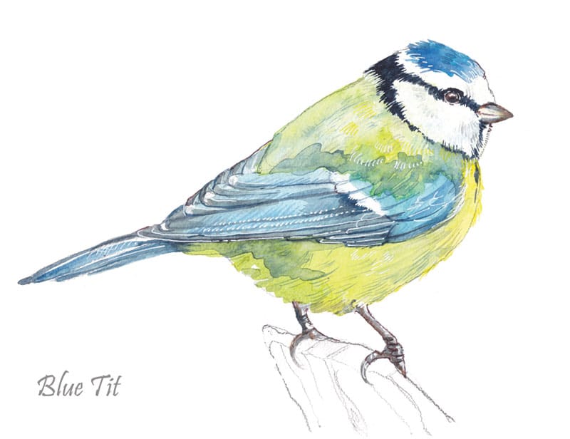 Blue Tit