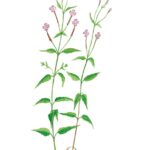 Broad-Leaved Willowherb