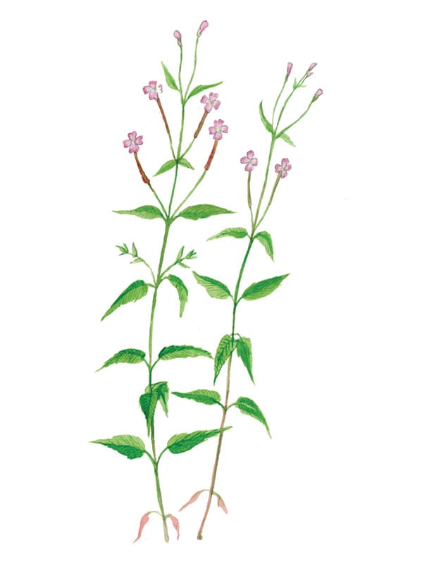 Broad-Leaved Willowherb