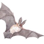 Brown Long-Eared Bat