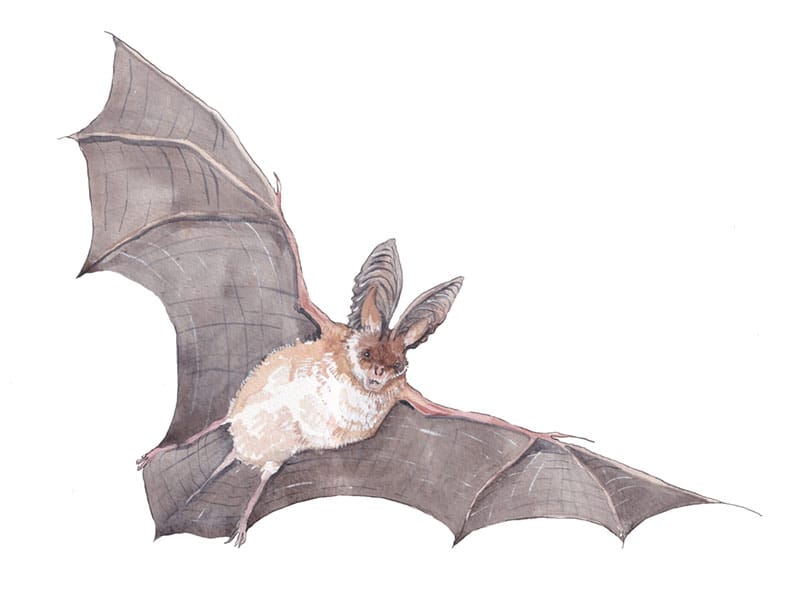 Brown Long-Eared Bat