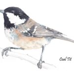 Coal Tit