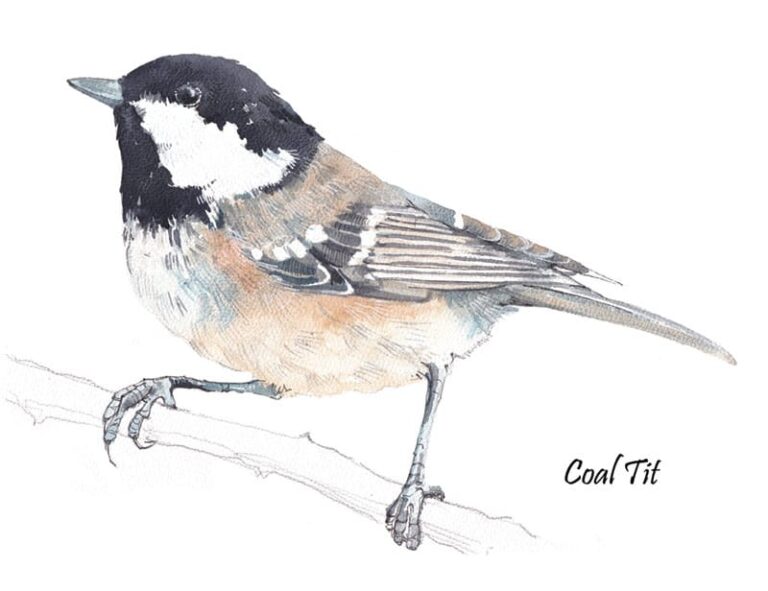 Coal Tit