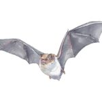 Daubenton's Bat