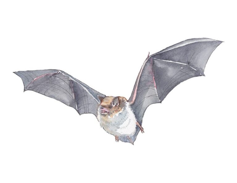 Daubenton's Bat