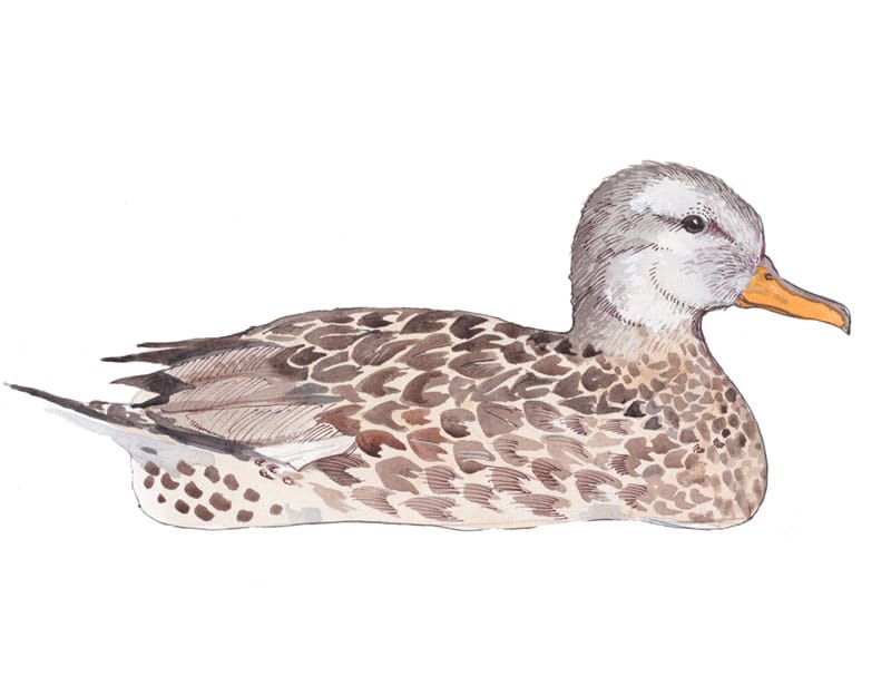 Gadwall female