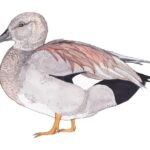 Gadwall male