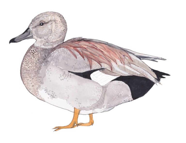 Gadwall male