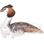 Great Crested Grebe