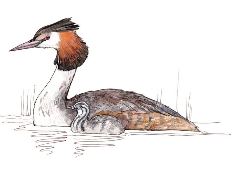 Great Crested Grebe