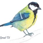 Great Tit