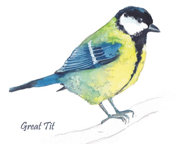 Great Tit