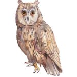 Horned Owl