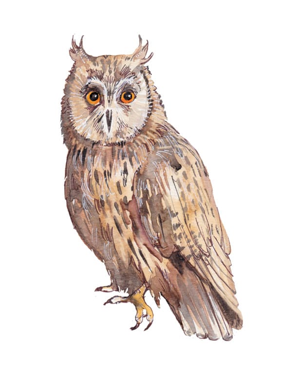 Horned Owl