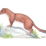 Irish Stoat