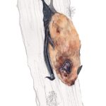 Leisler's Bat