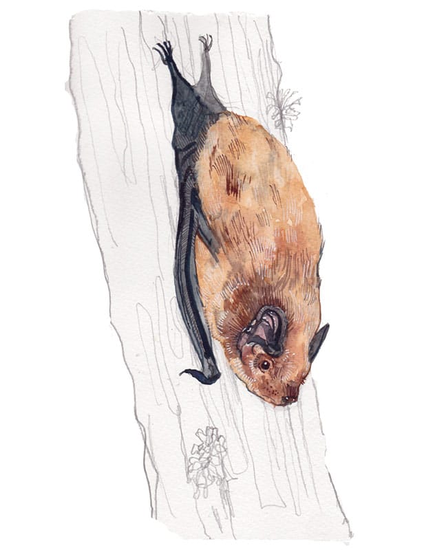 Leisler's Bat