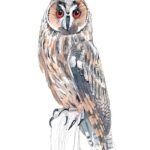 Long-Eared Owl