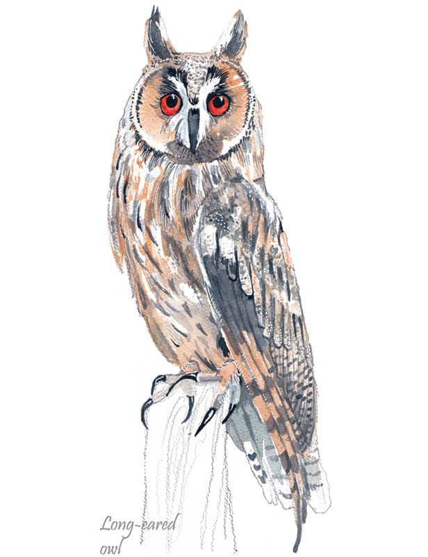 Long-Eared Owl