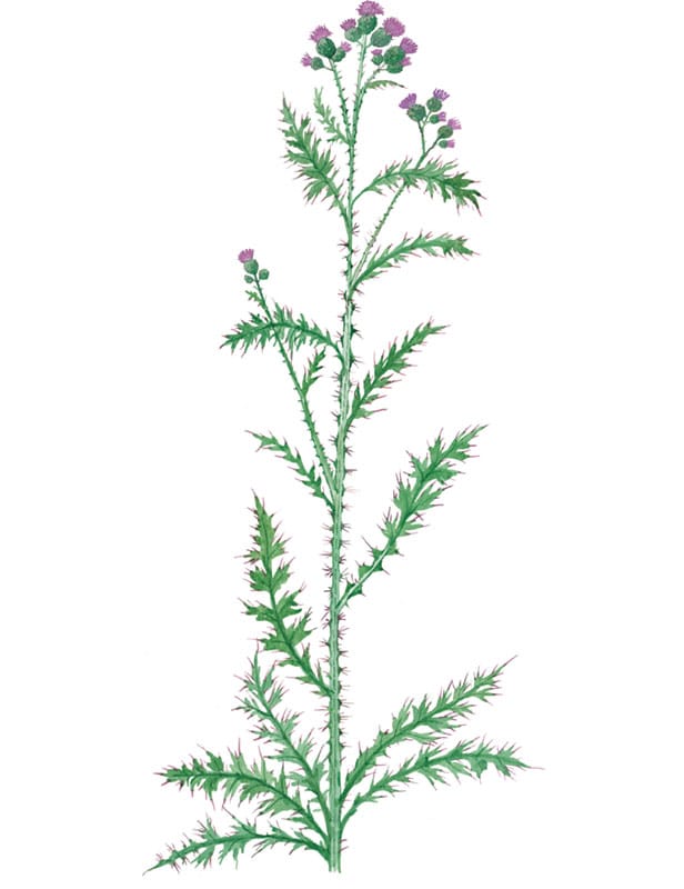 Marsh Thistle