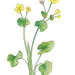 Marsh Marigold