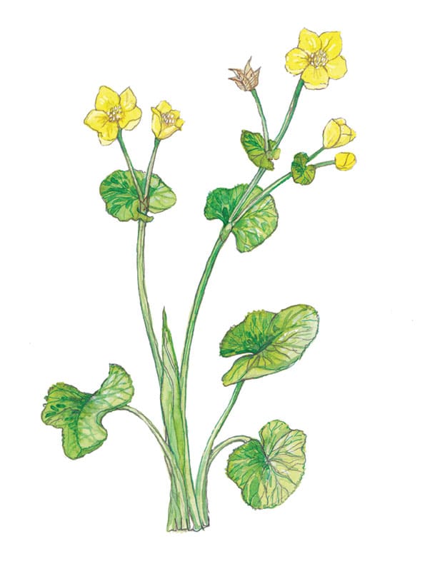 Marsh Marigold