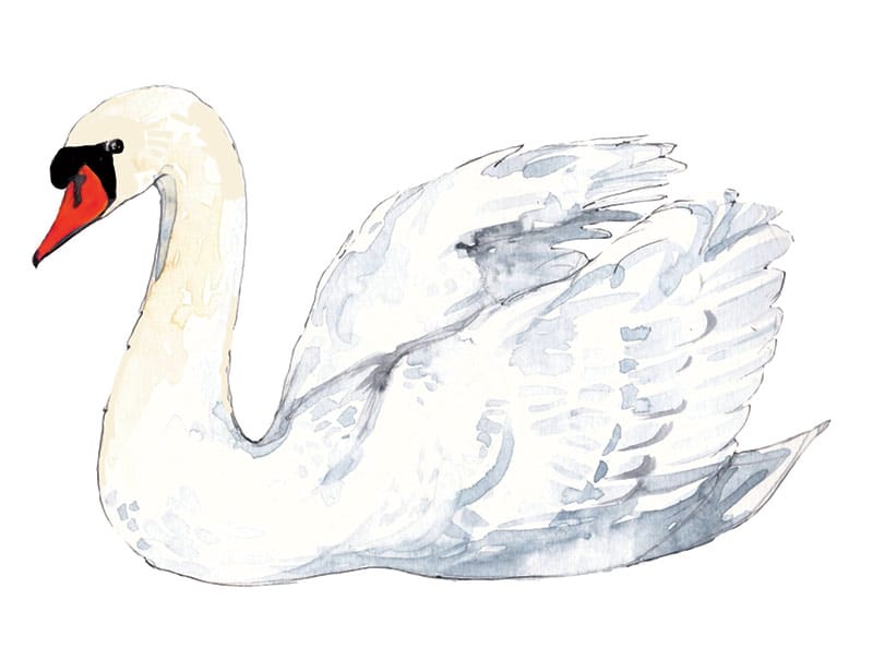 Mute Swan