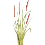 Narrow-leaf Cattail