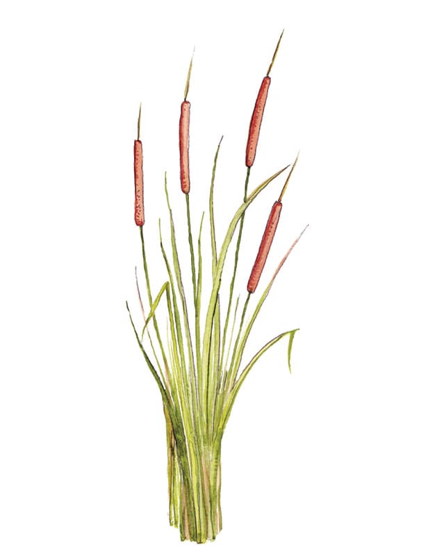 Narrow-leaf Cattail