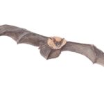 Pipistrelle Bat