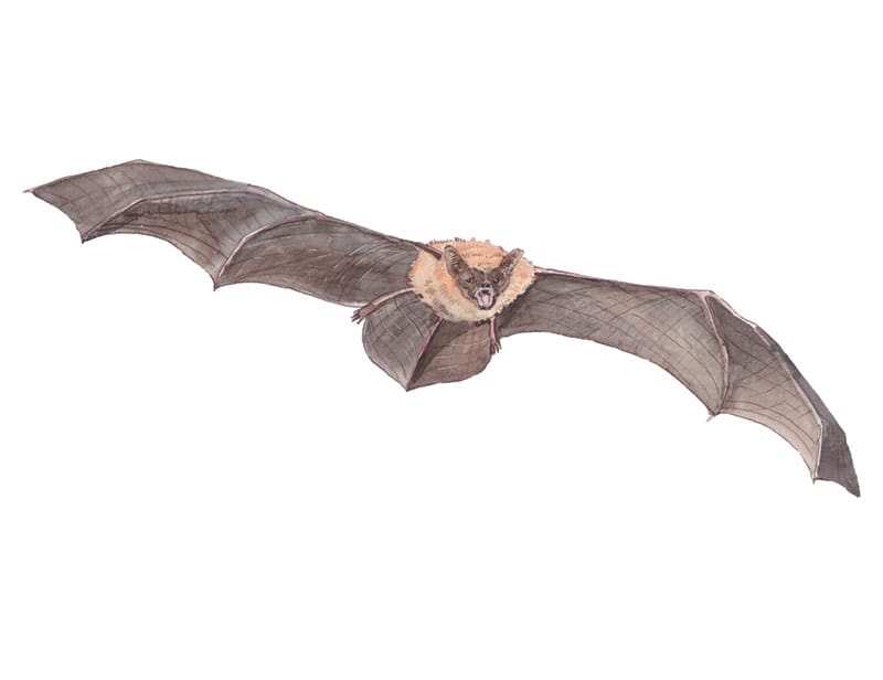 Pipistrelle Bat