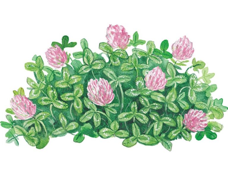 Red Clover