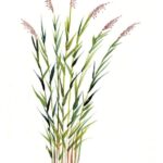 Reed Grass