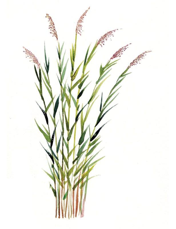 Reed Grass