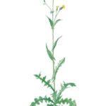 Smooth Sow Thistle